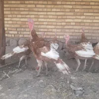 فروش ۱۰ قطعه بوقلمون بوربون
