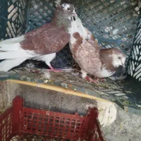 کبوتر پرشی