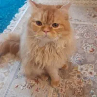 گربه نر