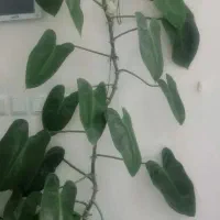 تعدادی گلهای زیبا