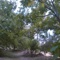 فروش-باغ-با-سند-رسمی