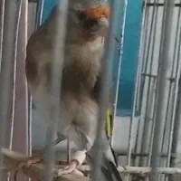 سره کرمانی نر جوجه قفس رام سره ماده آماده قفسی