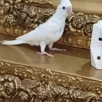 طوطی عروس هلندی آلبینو دستی