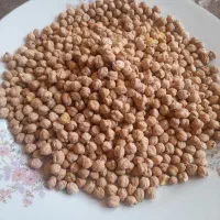 نخود کرمانشاه