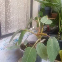 گل هویا آگلونما|گل و گیاه طبیعی|مشکین‌دشت, |دیوار