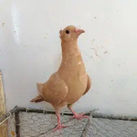 کبوتر|پرنده|کرمان, |دیوار