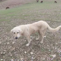 سگ‌پژدر‌۷‌ماهه‌نر