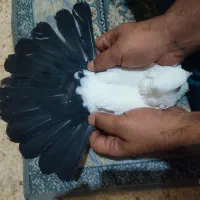 کفتر|پرنده|قم, قلعه کامکار|دیوار