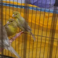 قناری ،سهره ،فنج