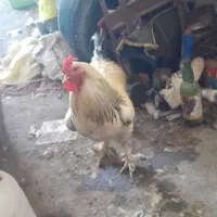 حیوان خروس برهما لایت
