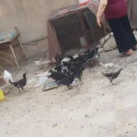 جوجه پنج ماهه