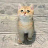 بریتیش گلد ۳ ماهه