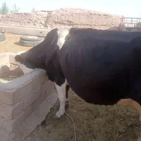 گاو مونت بیلیارد