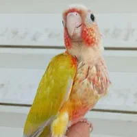 جوجه ردچیک اورجینال
