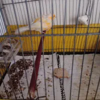 دو عدد قناری نر