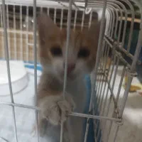 گربه بازی گوش واگذاری رایگان