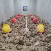 سود بالا در خانه با پرورش بلدرچین