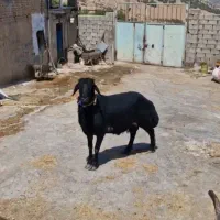 قوچ قزل درجه یک