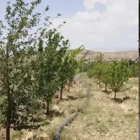 فروش باغچه در فیروزکوه