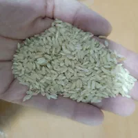 برنج چمپا خوش عطر و پخت