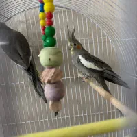 جوجه عروس هلندی