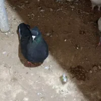 کبوتر