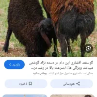 بره ماده نر یک سال  بزغاله
