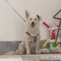 سگ پاکوتاه ماده