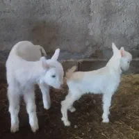 بزسانن فرانسوی(خریدبزخالص)بزغاله