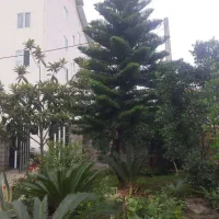فروش کاج مطبق