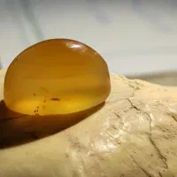 کهنه یمن طوق دار و شن دار