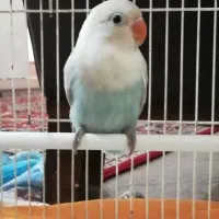 جوجه کوتوله برزیلی فیشر