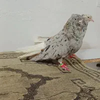 دو جفت دمپاک