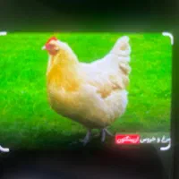مرغ محلی