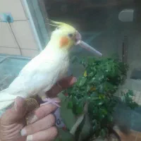 سهره خاکی