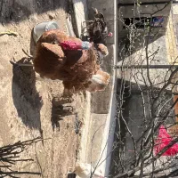 بوقلمون