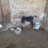 کهره کولار،بز،بره میش