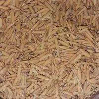 جوهاشمی اصلاح  شده زود رس استانه
