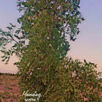 باغ پسته عناب