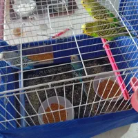 مرغ عشق