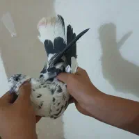 ۷عدد گرفتنی باهم ۸۰۰
