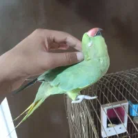 ملنگو نیمه دستی اهلی بوس میکنه ماده