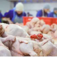 مرغ قطعه بندی منمجد با کیفیتA+