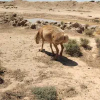 میش عربی