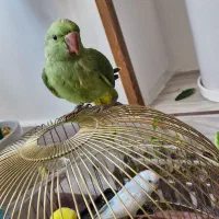 ملنگونرم خور