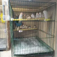 فنچ|پرنده|نسیمشهر, |دیوار