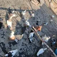 فروش فروی