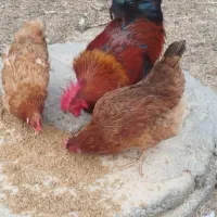 مرغ و خروس محلی