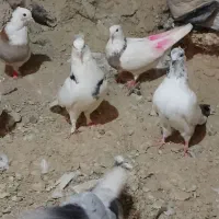 کبوتر|پرنده|چرداول, |دیوار