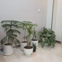 گیاهان اپارتمانی